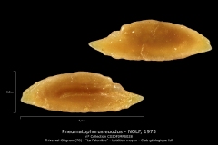 Pneumatophorus euodus