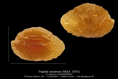 Triglida vectensis BR