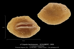 Cepola bartonensis