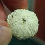 Coelopleurus Douvellei - Calcaire grossier - Vesly