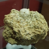 Coelopleurus radiatus - Calcaire grossier - Recquiecourt