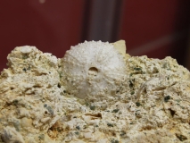 Coelopleurus radiatus - Calcaire grossier - Recquiecourt
