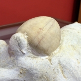 Conulus subrotondus - Turonien - Le Tréport