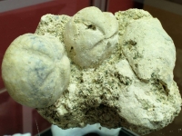 A gauche Linthia subrotondus; à droite Schizaster Sp - Calcaire grossier - Recquiecourt