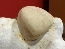 Conulus subrotondus - Turonien - Le Tréport