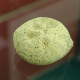 Macropneustes minor - Cuisien - La Chapelle en Vexin