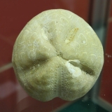 Linthia subglobosa - Calcaire grossier - Henonville 1