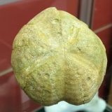 Macropneustes Deshayesi - Calcaire grossier - Chaumont/Darcy