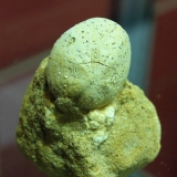 Macropneustes minor - Cuisien - La Chapelle en Vexin 1