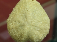 Maretia grignonensis - Calcaire grossier - Vesly