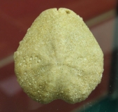 Maretia grignonensis - Calcaire grossier - Vesly
