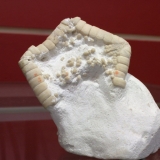 Metopaster uncatus - Coniacien - Criel sur Mer