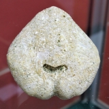 Moira- Schizaster Velaini (face adorale) - Calcaire grossier - Vesly