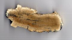 Bois fossile - Essonne