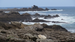 Saint Genole (2)