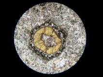 Un cristal de hornblende entouré d'une couronne  réactionnelle d'altération en lumière polarisée non analysée