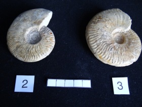 Ammonites 2 et 3 : Graphoceras concavum - Aalénien sup.