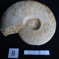 Ammonites 8 : Ancolioceras opalinoïdes - Aalénien moy.