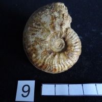 Ammonites 9 : Leioceras uncinatum - Aalénien moy.
