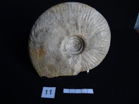 Ammonites 11 : Bredya aleoni - Aalénien inf.