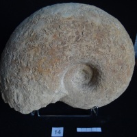 Ammonites 14 : Pachylytoceras dilucidum - T sup.à A.inf.