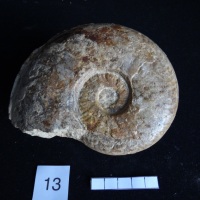 Ammonites 13 : Pseudogrammoceras gr. fallacisosum - Toarcien sup.