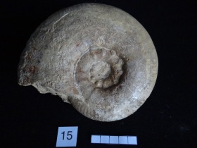 Ammonites 15 : Pseudommatoceras boyeri - Toarcien sup.