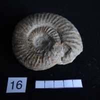 Ammonites 16 : Pleydellia lotharingica - Toarcien sup.