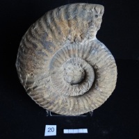 Ammonites 20 : Hammatoceras gr.insigne - Toarcien sup.