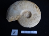 Ammonites 8 : Ancolioceras opalinoïdes - Aalénien moy.