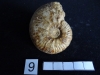 Ammonites 9 : Leioceras uncinatum - Aalénien moy.