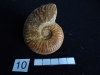 Ammonites 10  : Leioceras gr. comptum - Aalénien inf.