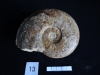 Ammonites 13 : Pseudogrammoceras gr. fallacisosum - Toarcien sup.