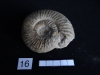 Ammonites 16 : Pleydellia lotharingica - Toarcien sup.