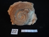Ammonites 22 : Hildoceras bifrons - Toarcien moy à inf.