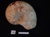 Nautiles  30 : Cenoceras aff. Thiolleri - Toarcien moy.