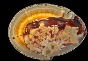 "L'ardeur"- ©  MNHN Francois Farges ©-LECOLE-School-of-Jewelry-Arts