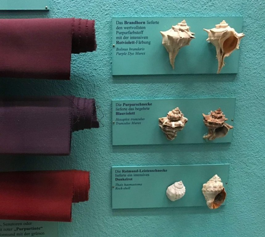 Nuances de teinture suivant l'espèce de muricidées -  © Museum d' Histoires Naturelles de Vienne (Autriche)