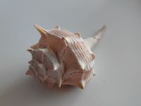 Bolinus brandaris -  © Yann Deffontaine