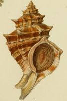 Hexaplex trunculus - Wilhelm Kobelt (1840-1916) - Iconographie der schalentragenden europaischen Meeresconchylien - 1887 pl 3.