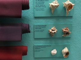 Nuances de teinture suivant l'espèce de muricidées -  © Museum d' Histoires Naturelles de Vienne (Autriche)
