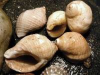 Nucella lapillus-© Biopix-JC-Schou