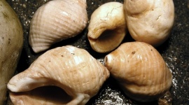 Nucella lapillus-© Biopix-JC-Schou