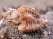 Ocenebra erinaceus - © Doris.fr - F.-Zimski