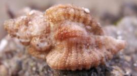 Ocenebra erinaceus - © Doris.fr - F.-Zimski