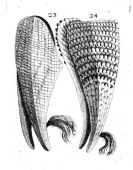 Byssus de pinna nobilis - Filippo Buannoni in recreatio mentis... (1684)