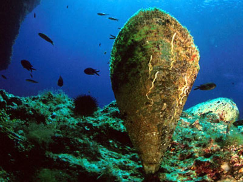 " Les pinnes poussent toutes droites du fond de la mer, dans les sables et dans la bourbe " - Pinna nobilis - © zegreenweb.com
