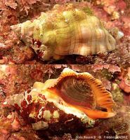 Stramonita haemastoma - © Frédéric André in Doris.fr