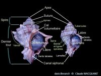 Hexaplex trunculus  - © Claude Wacquant in Doris.fr