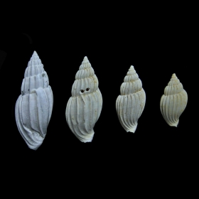 Lyria harpula à qui un prédateur n\'a laissé aucune chance.